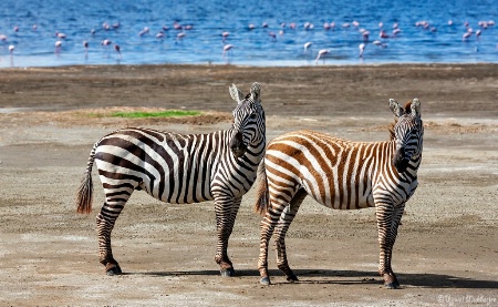 Zebra Pair #1