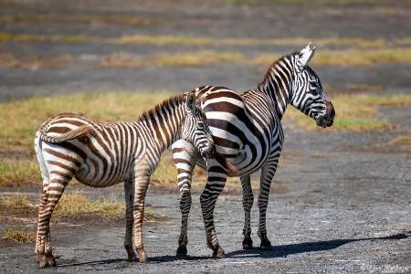 Zebra Pair #2