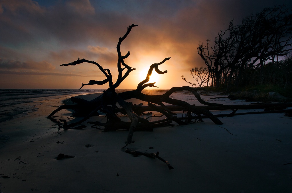 Kindling Wood