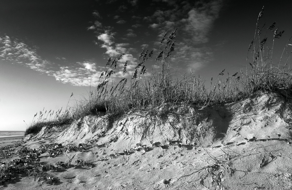 Sea Oats and Dunes