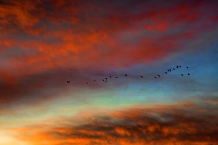 Sky With Birds