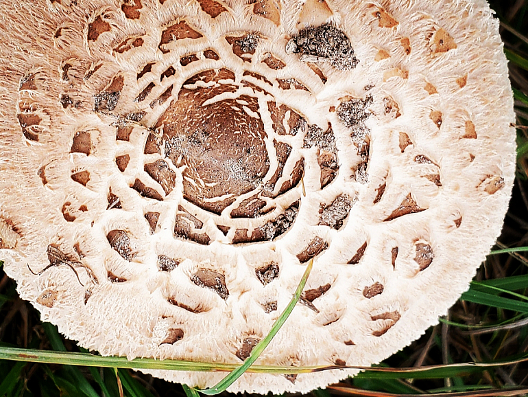 Mushroom Lace