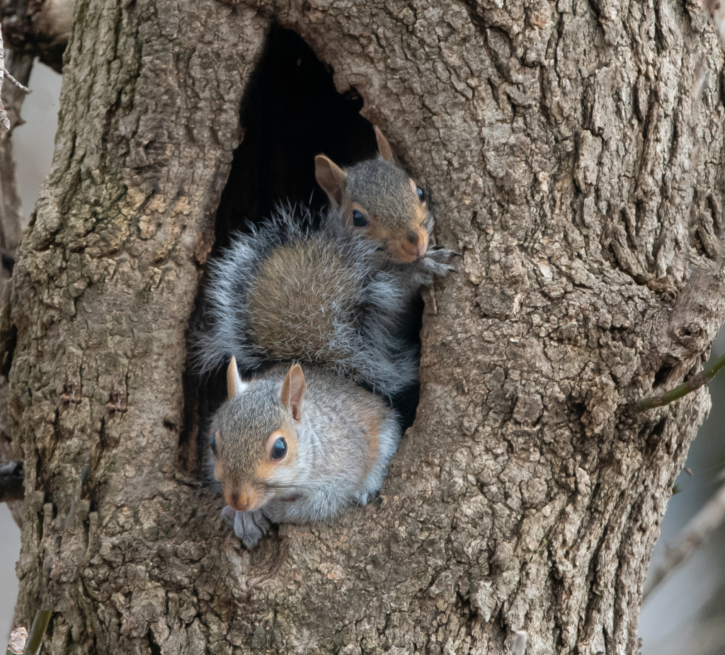 Babes in the Tree Waiting for New Year