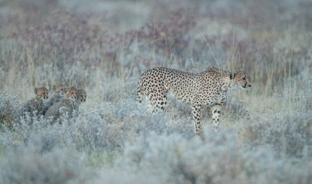 Cheetah and Four Cubs
