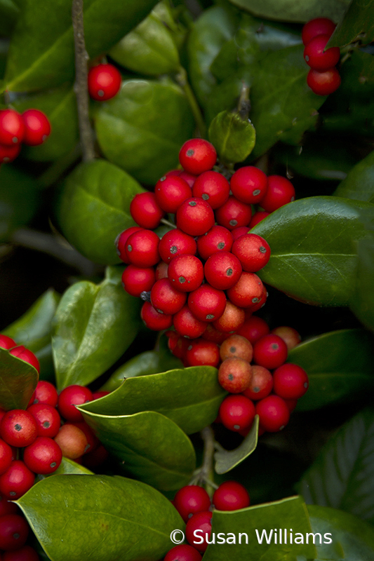 Holly Berries