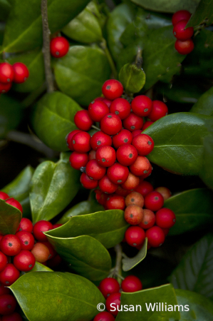 Holly Berries