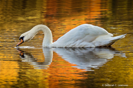Swan in the Fall