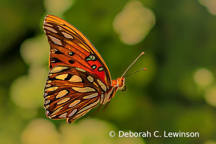 Backlit Butterfly