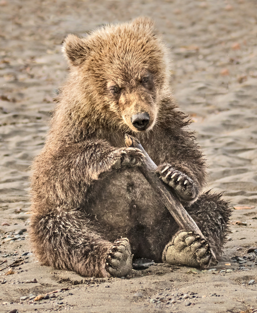 Bear Cub Chew Toy  