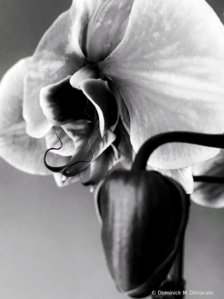 ~ ~ ORCHID IN BLACK ~ ~ 