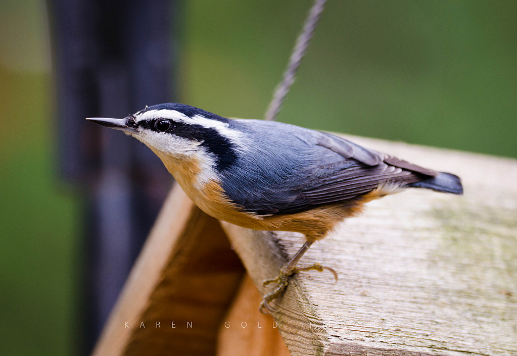 Red-breasted Nuthatch