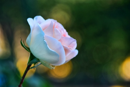 A BEAUTIFUL ROSE