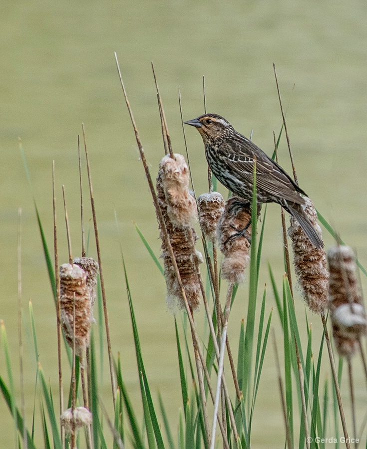 Female Redwing Blackbird on Rushes