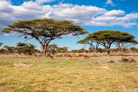 Trees in African Landscape