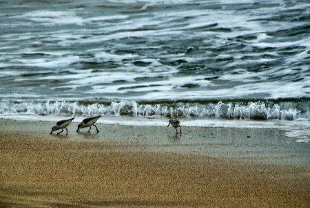 LITTLE BIRDS AT THE BEACH