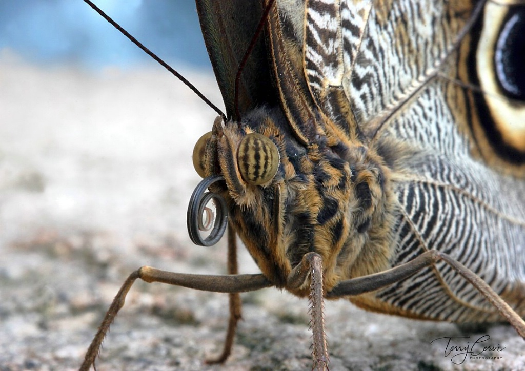 Owl Butterfly 