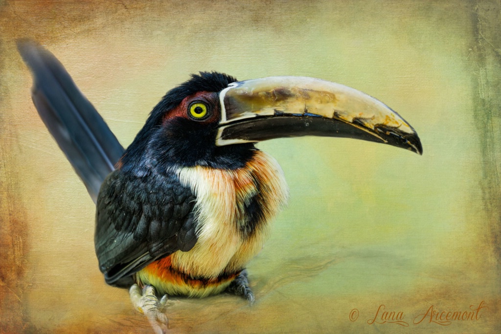 Collard Aracari