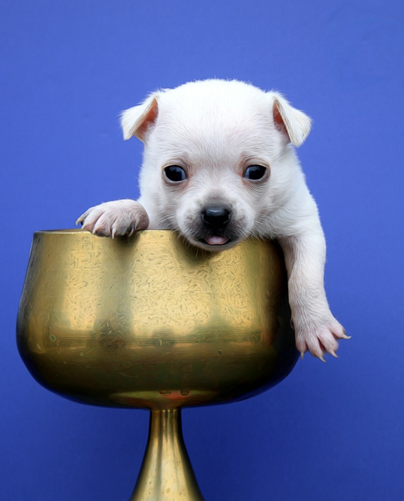 Another Pup In Another Cup