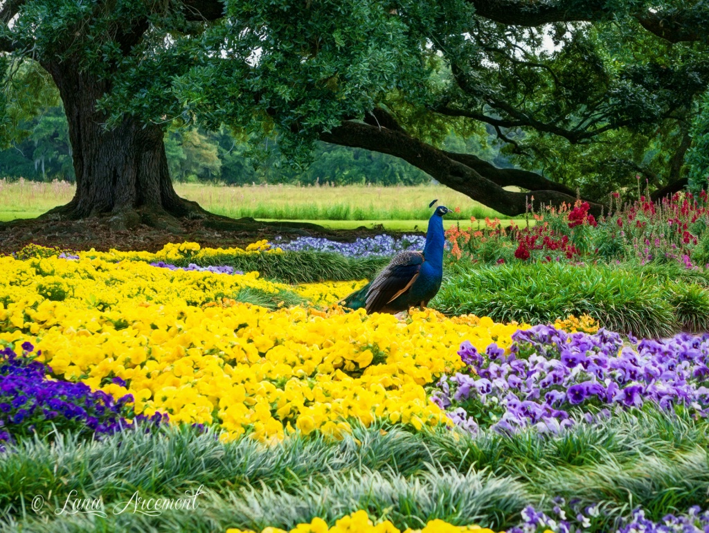 Peacock