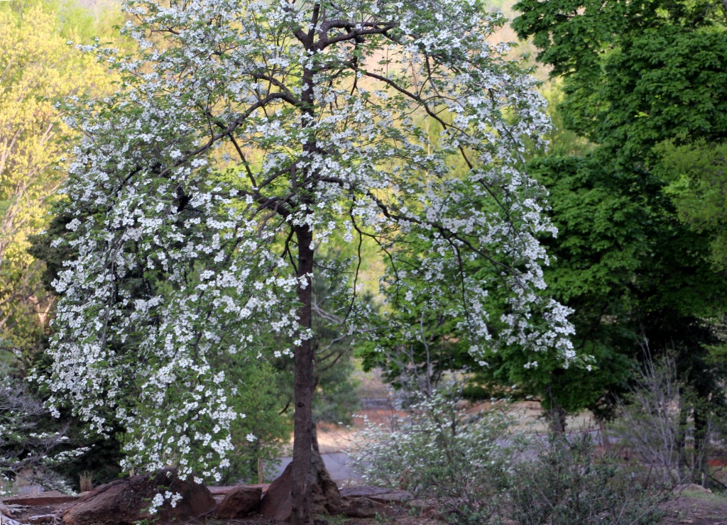 Dogwood Tree In Honor Heights Park