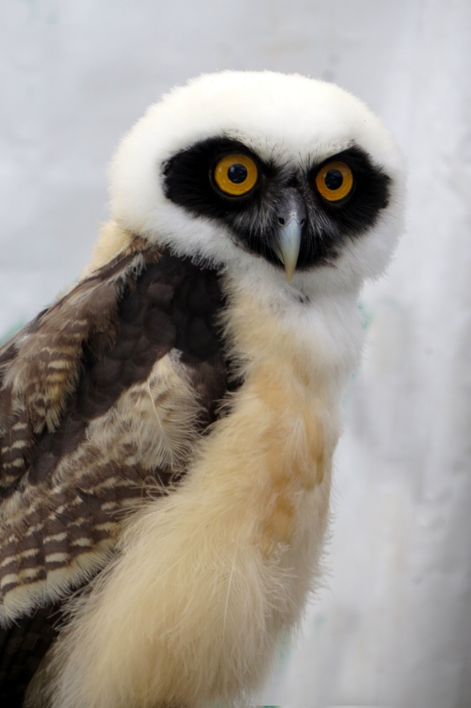 Spectacled Owl (12 Weeks Old) - ID: 15687770 © Carolyn  M. Fletcher