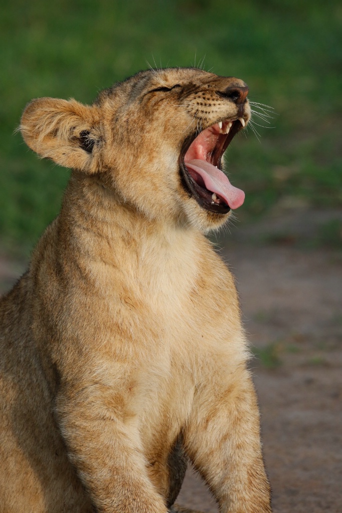 Yawning Youngster