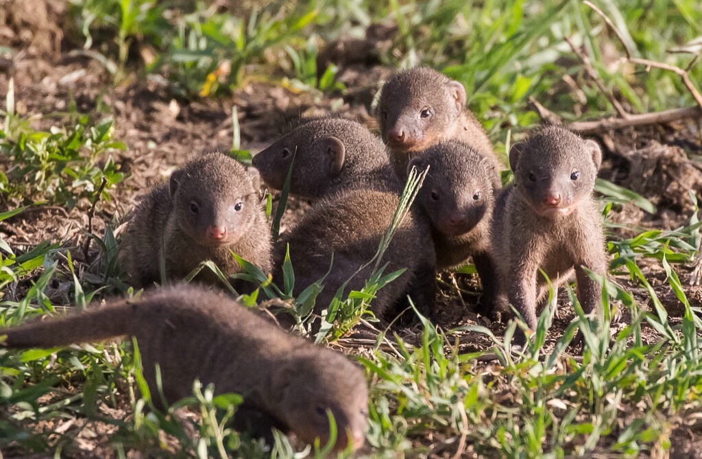 Mongoose Babies