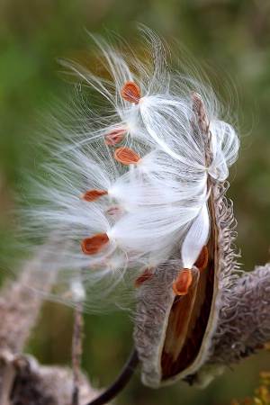 Milkweed Marvels