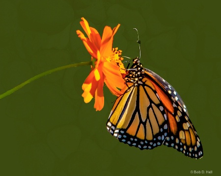 Closeup Monarch