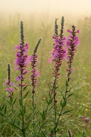 Prairie Wildflowers