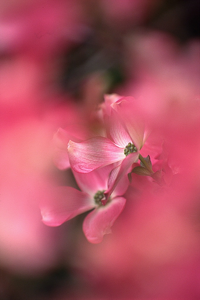 Pink Dogwood