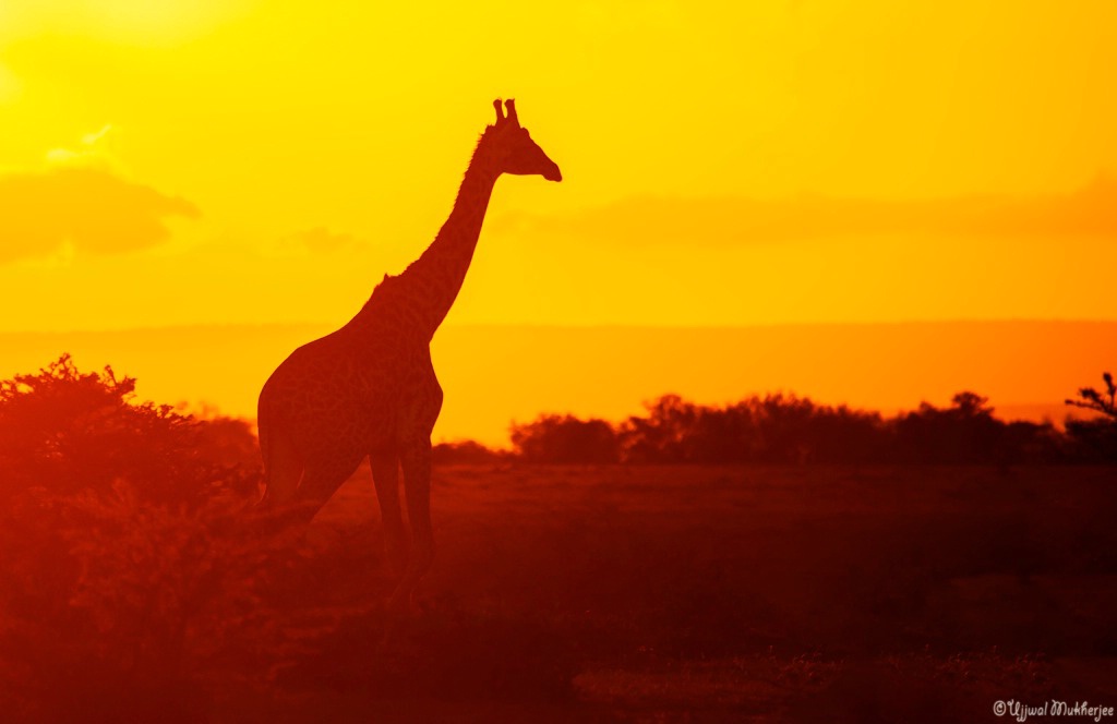 Giraffe Silhouette At Sunset