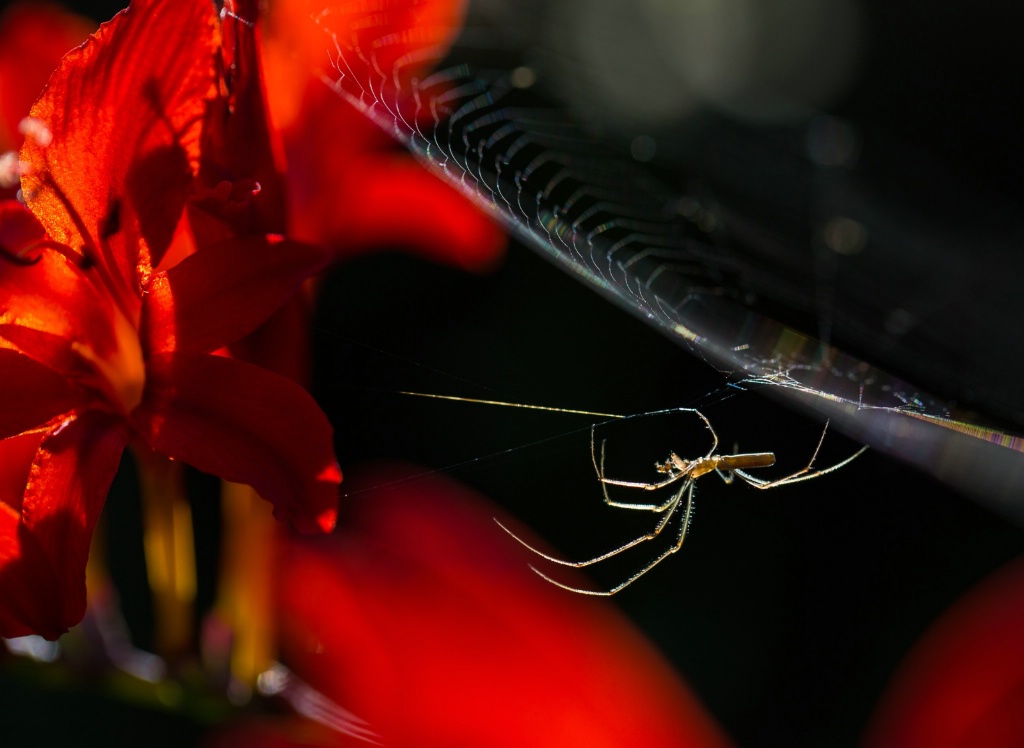 Web Spinner