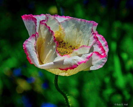 Poppy Bloom