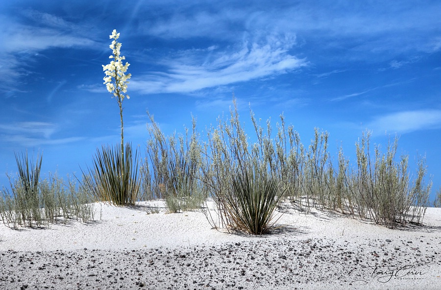 Desert Flower