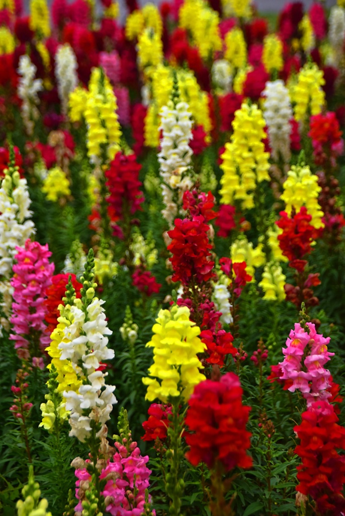 A FIELD OF FLOWERS