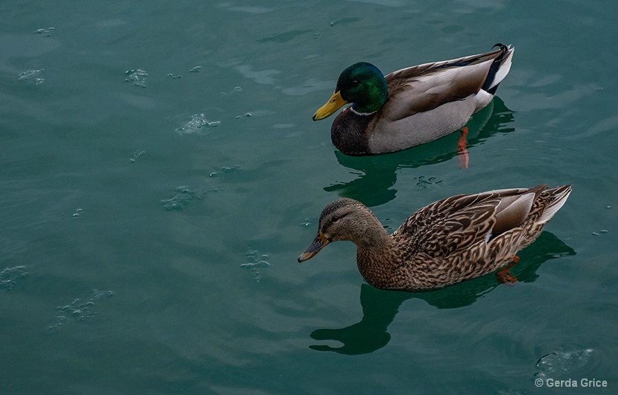 A Pair of Mallards in Icy Water