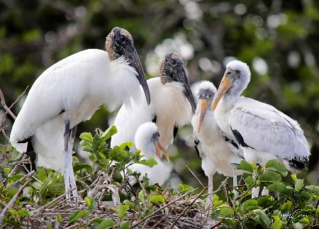 Family Huddle