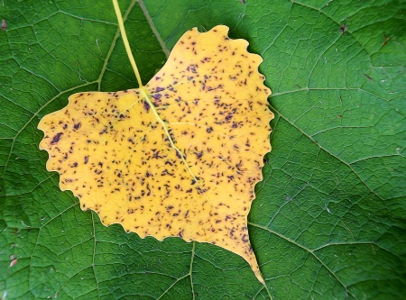 A Leaf On A Leaf