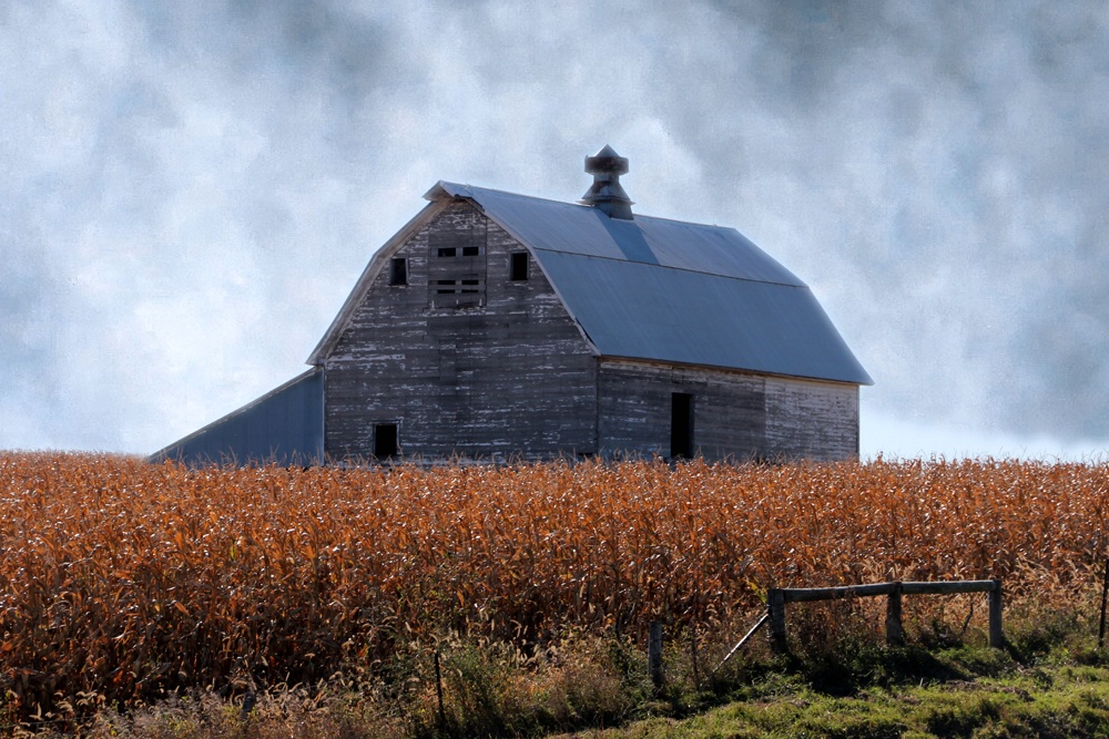 Where The Tall Corn Grows