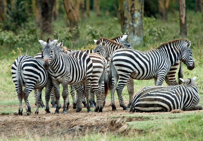Stripes in Kenya