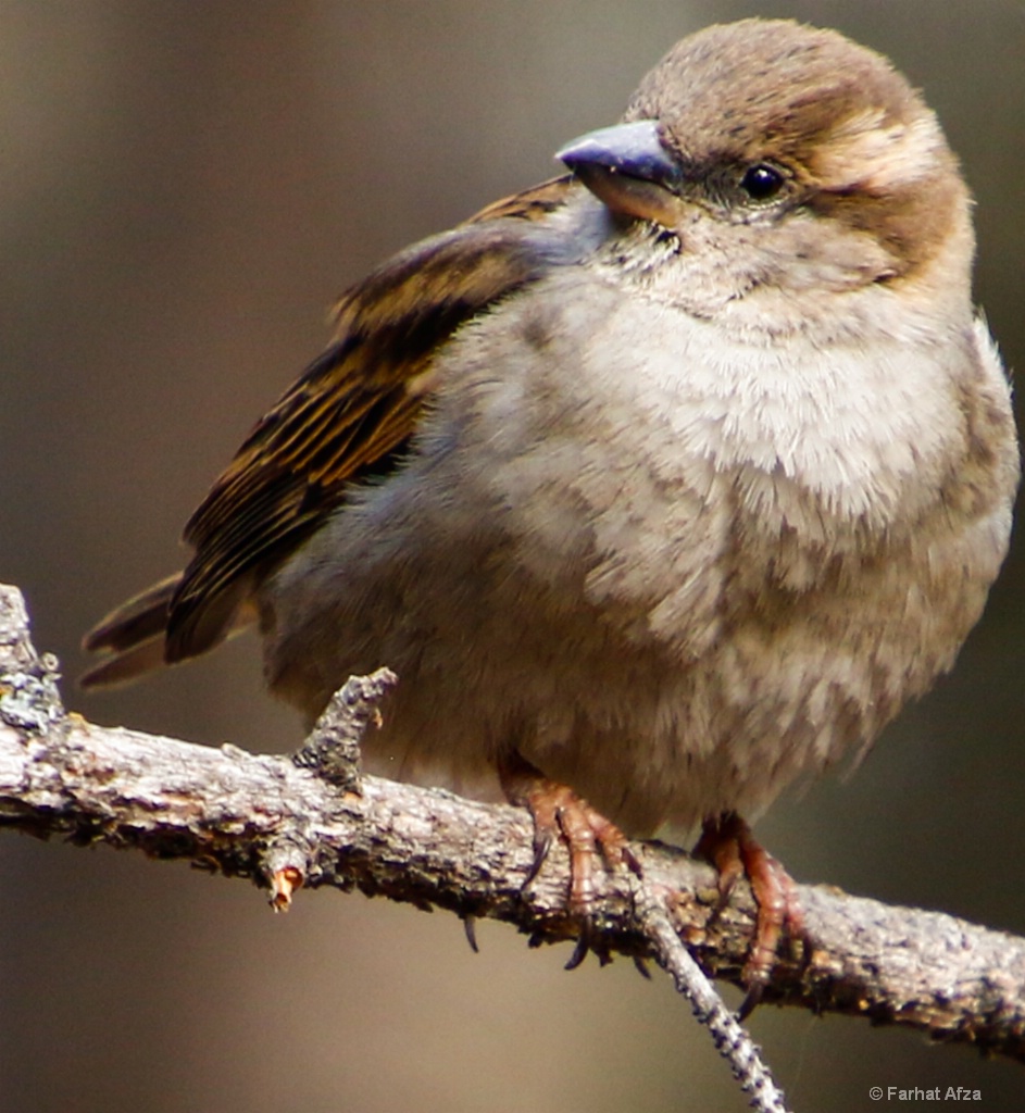 little sparrow