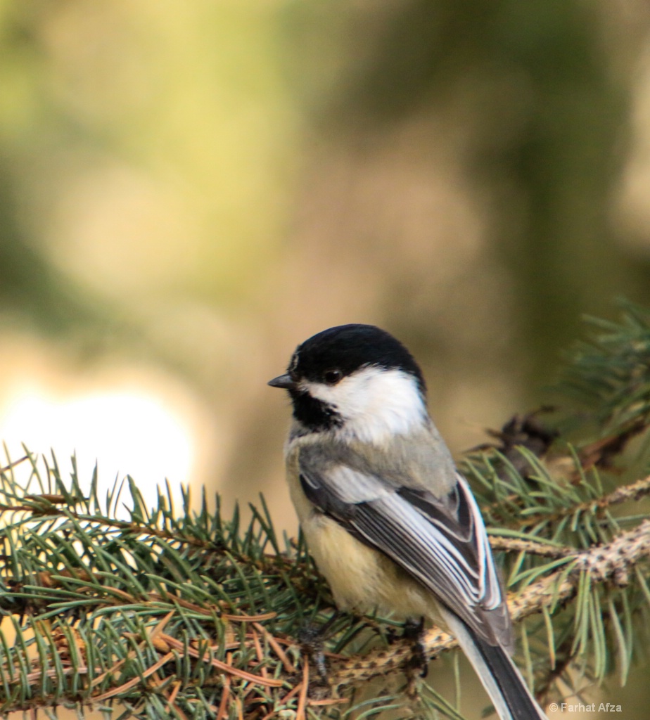 Bird of spring