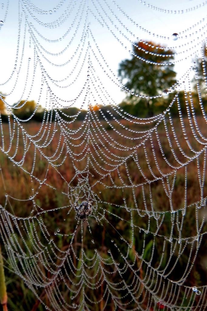 Web In The Greenbelt