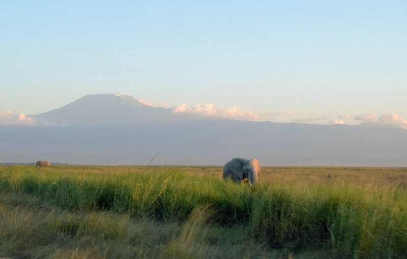 Elephants at Kilimanjaro