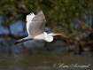 Egret In Flight