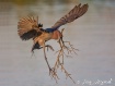 Nesting Material