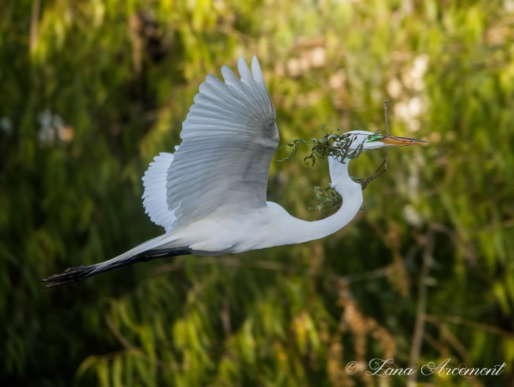 To The Nest