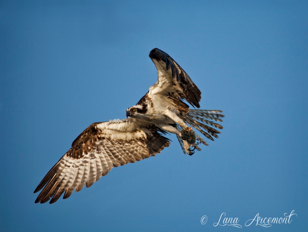 Osprey With Fish