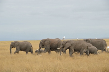 Crossing the Savannah